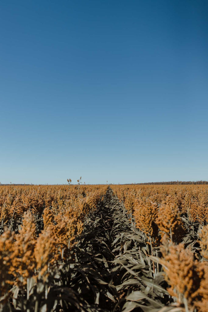 Bush Exchange | Be inspired by food - its source, its flavour - its power to connect... | sorghum fields