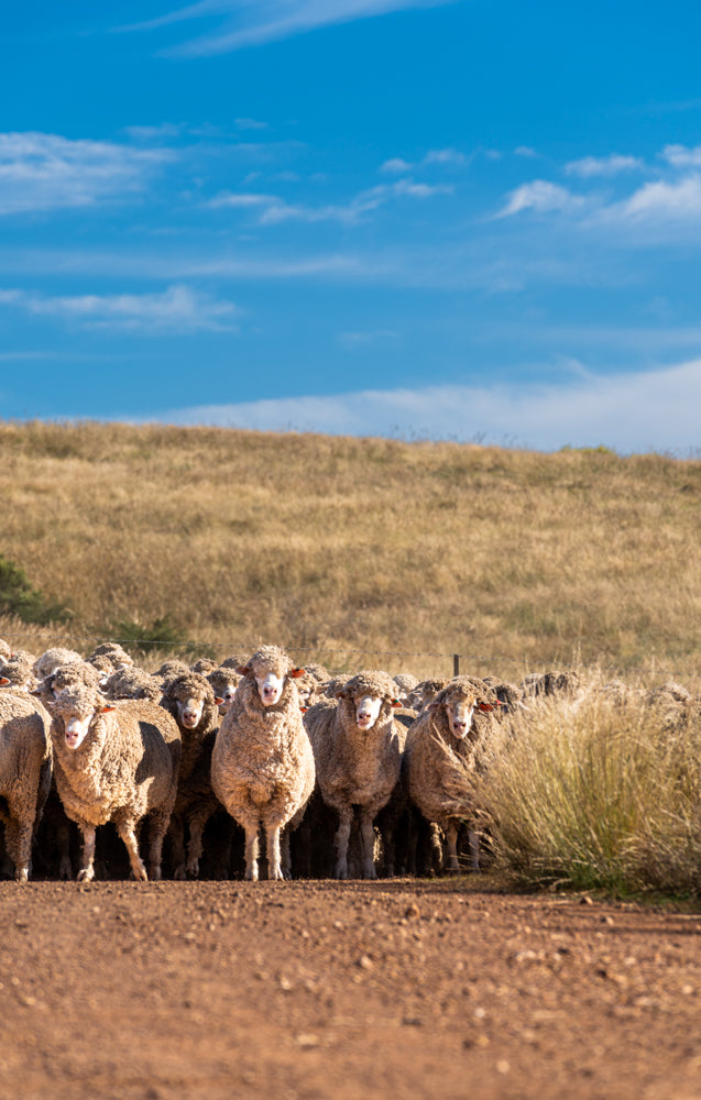 Bush Exchange | The Social Herd | Through The Social Herd, Xan works with rural-based businesses in all facets of strategic and creative marketing and communications.